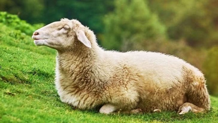 انواع گوسفند