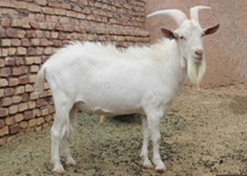 مراحل دامداری