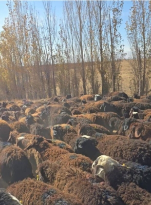 پرورش گوسفند